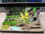 20 gallon fish tank