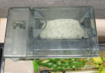 20 gallon fish tank