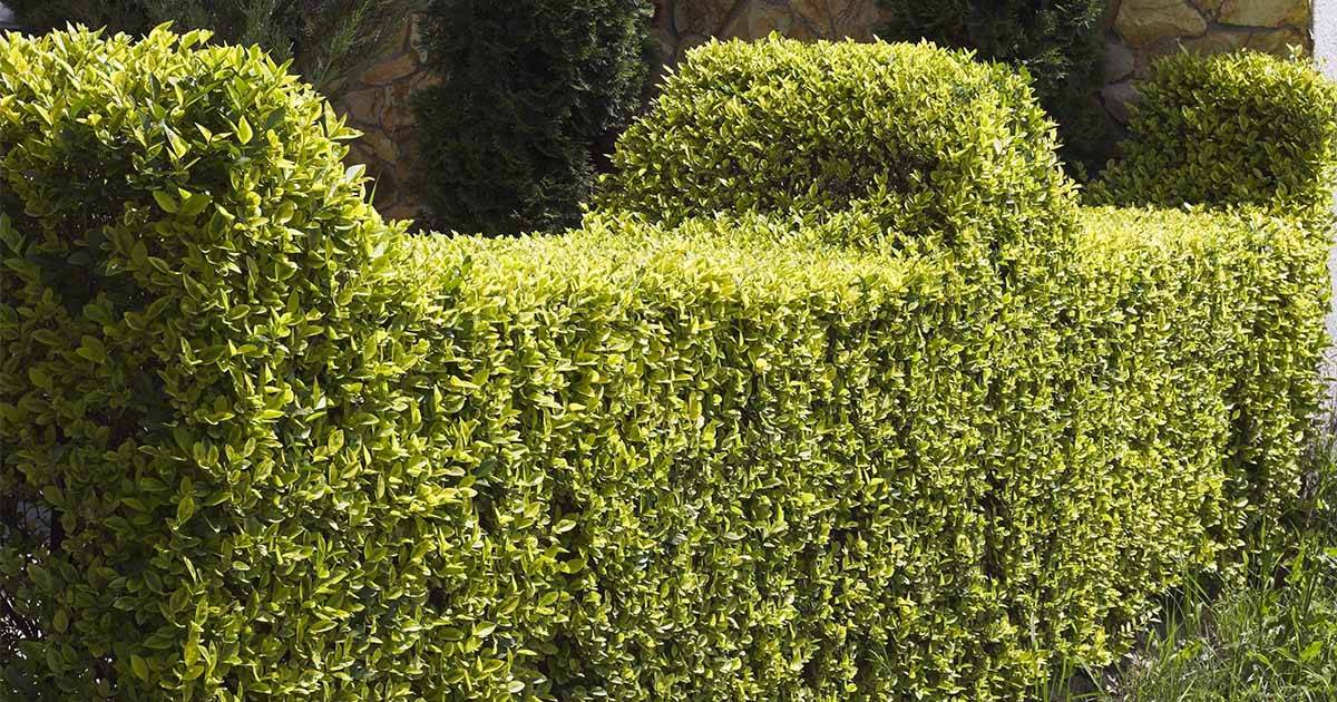 Affordable Lawn mowing, Yard cleaning, Tree work, bush clearance, etc