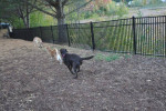 Three dogs running in a fenced area at Stone Farm Apartments in Lebanon, NH, showcasing a pet-friendly community.