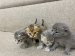 Scottish Kittens for free