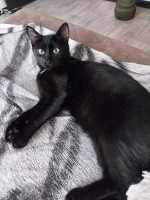 Kitty