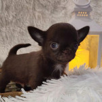 Healthy Pug Puppy For Sale