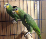 Venezuelan Amazon Parrot, adult