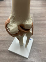 Scientific Human Knee
