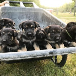 Adorable German Shepherd puppies For A New Home