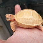 Albino Sulcate Tortoise