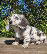 Gorgeous miniature dachshund