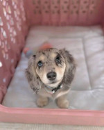 DACHSHUND AVALIABLE FOR REHOMING