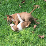Adorable Bull Terrier Puppies for Sale – Playful, Healthy, and Ready for Their New Homes!