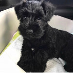 Miniature schnauzer puppy