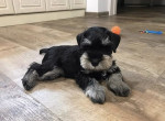 Miniature schnauzer puppy