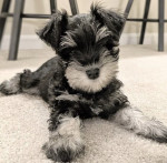 Miniature schnauzer puppy