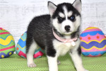 Puppies for adoption / Siberian Husky girl