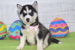 Puppies for adoption / Siberian Husky girl