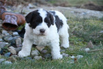 Portuguese Water Dog