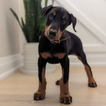 Very lovable Doberman Pinscher and get along very well with other animals