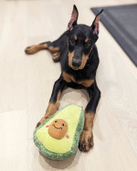 Very lovable Doberman Pinscher and get along very well with other animals
