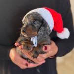 Adorable male and female miniature Dachshund puppies