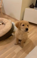 Molly is a good girl, playful, funny, smart, energetic golden retriever, who loves to chase balls and cuddle on the couch. She’s shy, she’s interactive.