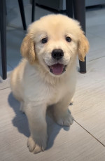 Molly is a good girl, playful, funny, smart, energetic golden retriever, who loves to chase balls and cuddle on the couch. She’s shy, she’s interactive.