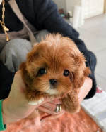 Super cute and healthy Pomeranian Puppies available for a new home.