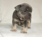 French bulldog puppy