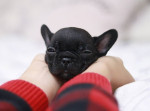 French bulldog puppies