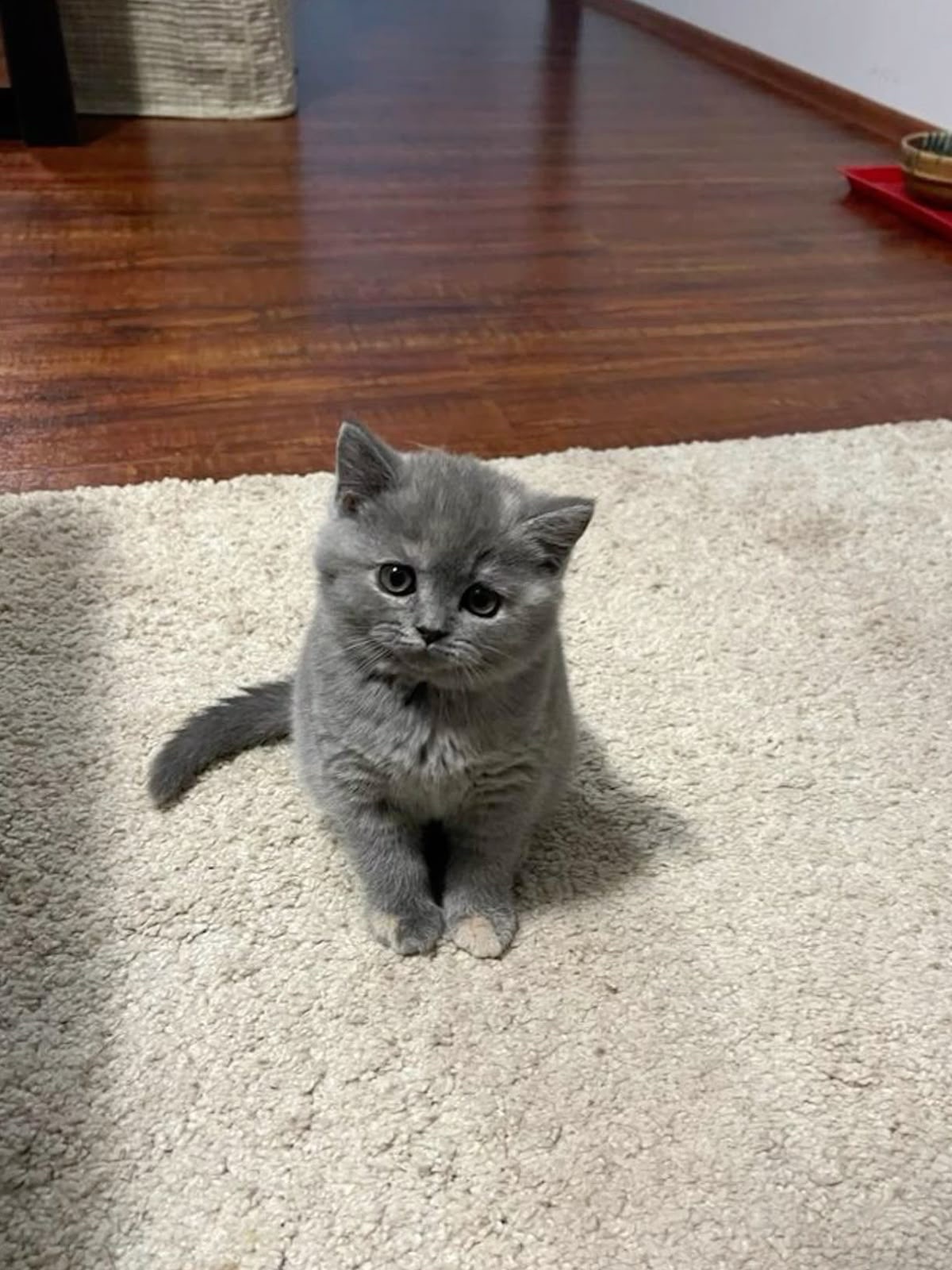 British shorthair