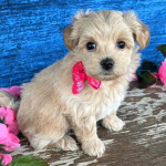 6weeks old Maltipoo for sale