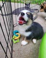 Pembroke Welsh Corgi Puppies Ready For New Homes