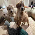If you are looking for a loyal, intelligent, and affectionate dog, our beautiful maltipoo are ready to find their forever homes ! These puppies combine the best traits of two fantastic breeds, making them the ideal family pet.