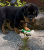 Rottweiler puppies(Angels)