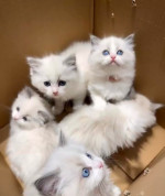 All are available now for adoption