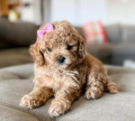 Cavapoo puppies for adoption near me