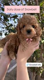 Cavapoo puppies for adoption near me