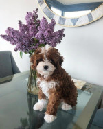 Cavapoo puppies for adoption near me