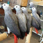 African grey parrots for sale and adoption
