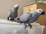 African grey parrots for sale and adoption
