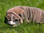 English bulldogs