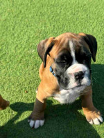 Boxer puppies