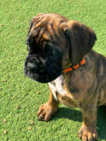 Boxer puppies
