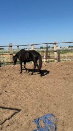 Confusion Range Mustang – Project Mare for Experienced Home