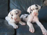 Great Dane puppies ready now available