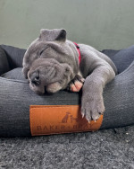 Adoption Alert: Adorable 8-Week-Old Cane Corso Puppies! 🐾**