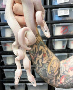 BELs pied ballpython