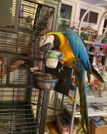 Male and Female Blue and Gold Color Macaw Parrots