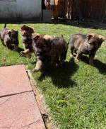 Home Trained Charming Male and Female German Shepherd Puppies Ready