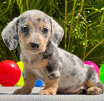 Dapple Dachshund Puppies For Sale
