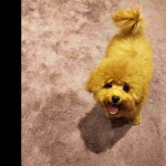 Mini poodle
